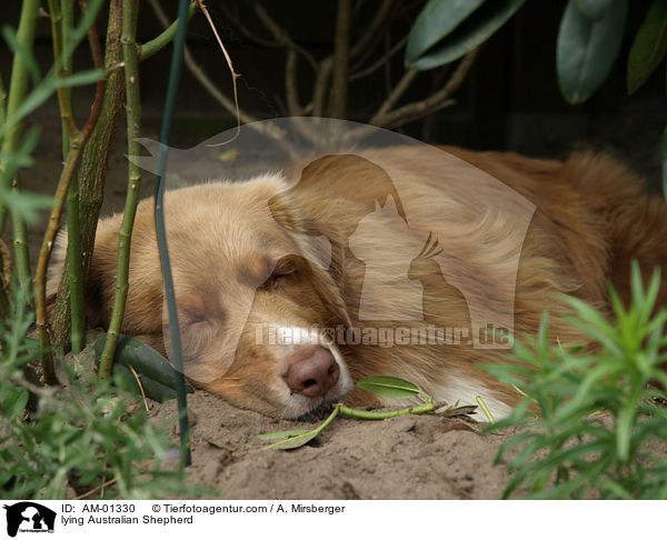 liegender Australian Shepherd / lying Australian Shepherd / AM-01330