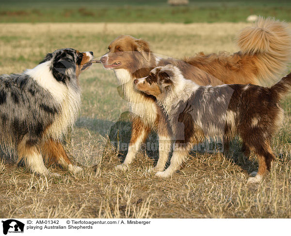 spielende Australian Shepherds / playing Australian Shepherds / AM-01342