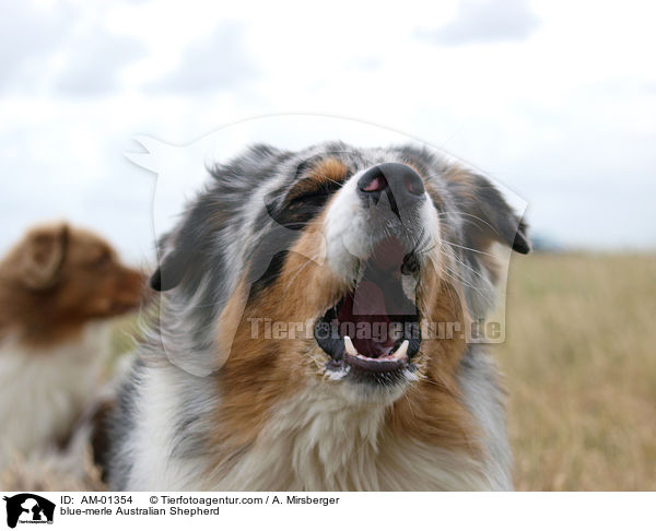 blue-merle Australian Shepherd / blue-merle Australian Shepherd / AM-01354
