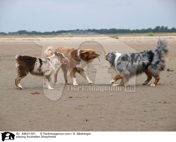spielende Australian Shepherds / playing Australian Shepherds / AM-01391