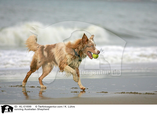 rennender Australian Shepherd / running Australian Shepherd / KL-01699