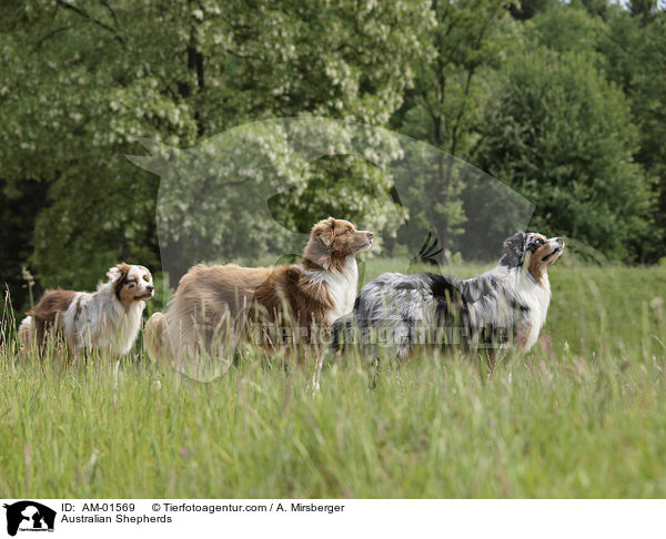 Australian Shepherds / Australian Shepherds / AM-01569