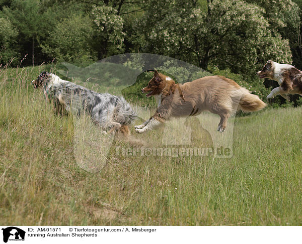 rennende Australian Shepherds / running Australian Shepherds / AM-01571
