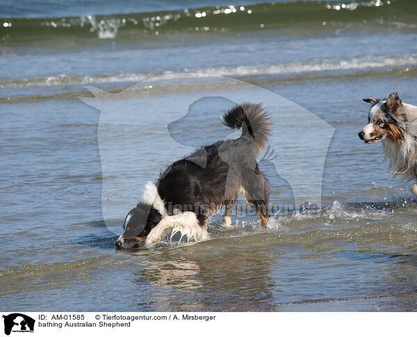 badender Australian Shepherd / bathing Australian Shepherd / AM-01585