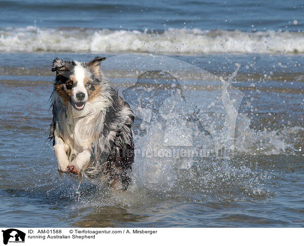 rennender Australian Shepherd / running Australian Shepherd / AM-01588