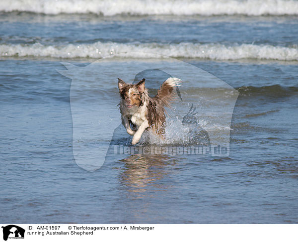 rennender Australian Shepherd / running Australian Shepherd / AM-01597
