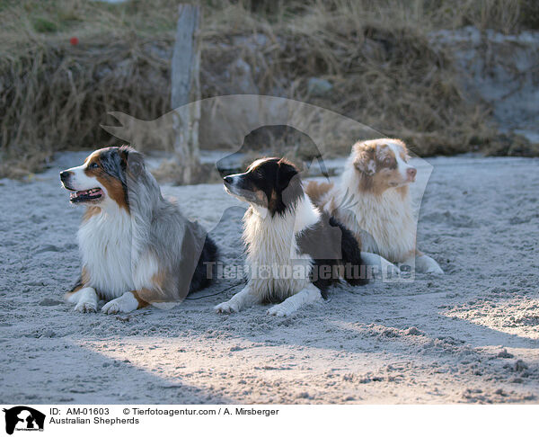 Australian Shepherds / Australian Shepherds / AM-01603