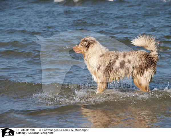 badender Australian Shepherd / bathing Australian Shepherd / AM-01608