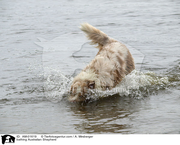 badender Australian Shepherd / bathing Australian Shepherd / AM-01619