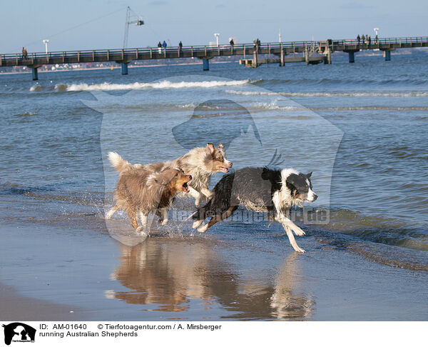 rennende Australian Shepherds / running Australian Shepherds / AM-01640