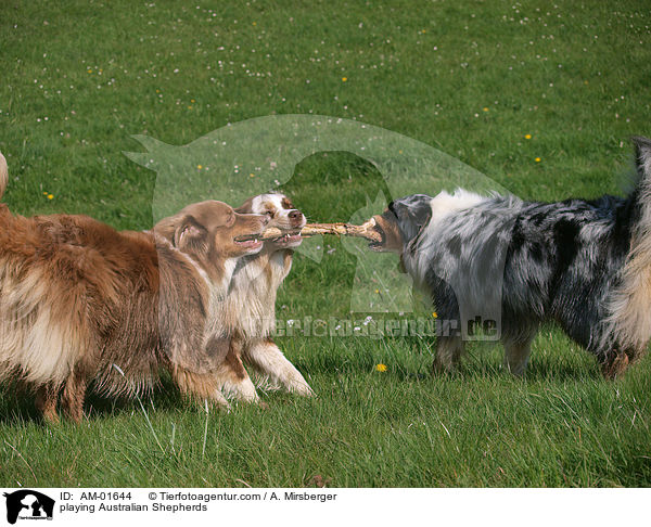 spielende Australian Shepherds / playing Australian Shepherds / AM-01644