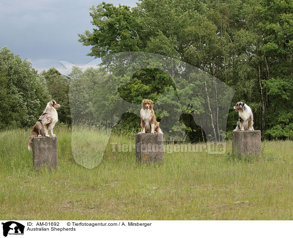 Australian Shepherds / Australian Shepherds / AM-01692