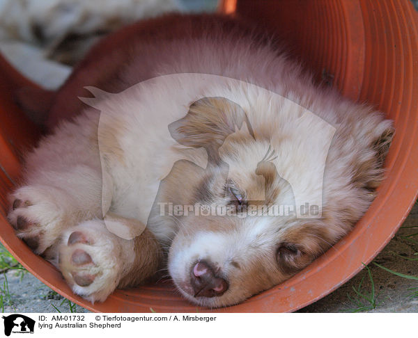 liegender Australian Shepherd / lying Australian Shepherd / AM-01732