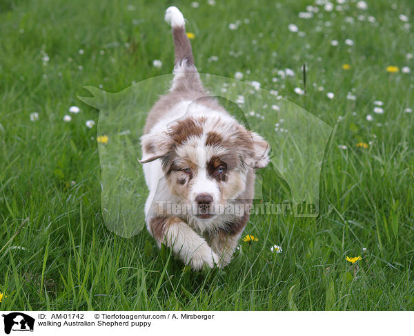 laufender Australian Shepherd Welpe / walking Australian Shepherd puppy / AM-01742