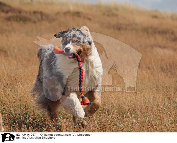 rennender Australian Shepherd / running Australian Shepherd / AM-01957