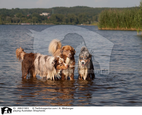 spielende Australian Shepherds / playing Australian Shepherds / AM-01963
