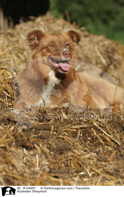 Australischer Schferhund / Australian Shepherd / IF-04881