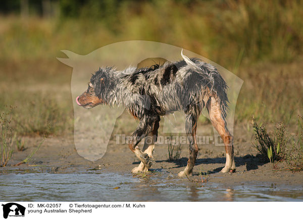 junger Australian Shepherd / young Australian Shepherd / MK-02057