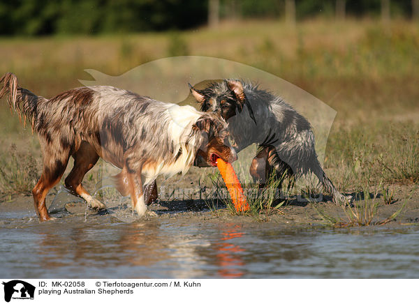 spielende Australian Shepherds / playing Australian Shepherds / MK-02058