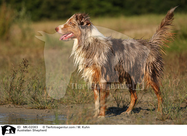 Australian Shepherd / Australian Shepherd / MK-02063