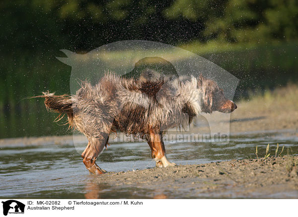Australian Shepherd / Australian Shepherd / MK-02082
