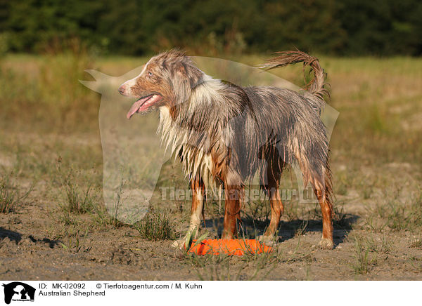 Australian Shepherd / Australian Shepherd / MK-02092