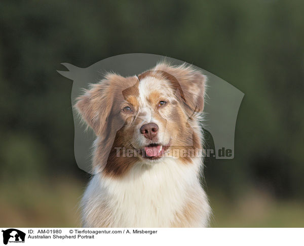 Australian Shepherd Portrait / Australian Shepherd Portrait / AM-01980