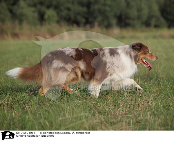 rennender Australian Shepherd / running Australian Shepherd / AM-01984