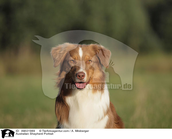 Australian Shepherd Portrait / Australian Shepherd Portrait / AM-01989