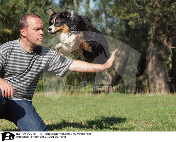 Australian Shepherd beim Dog Dance / Australian Shepherd at Dog Dancing / AM-02015