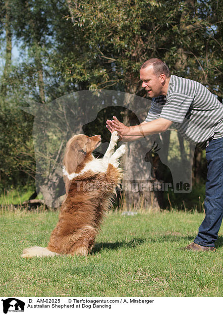 Australian Shepherd beim Dog Dance / Australian Shepherd at Dog Dancing / AM-02025