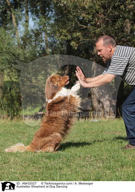 Australian Shepherd beim Dog Dance / Australian Shepherd at Dog Dancing / AM-02027