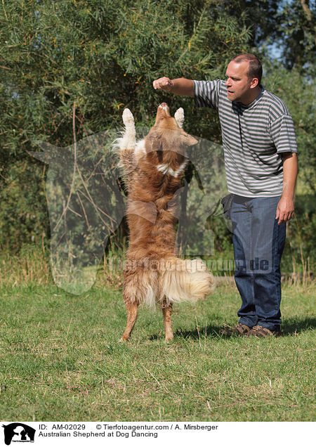 Australian Shepherd beim Dog Dance / Australian Shepherd at Dog Dancing / AM-02029