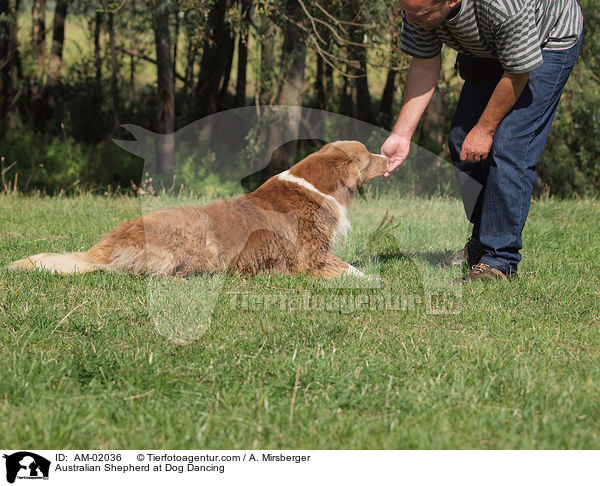 Australian Shepherd beim Dog Dance / Australian Shepherd at Dog Dancing / AM-02036