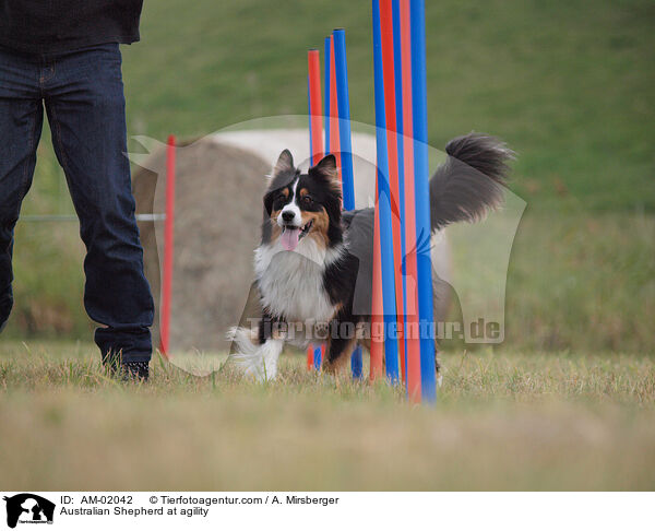 Australian Shepherd beim Agility / Australian Shepherd at agility / AM-02042