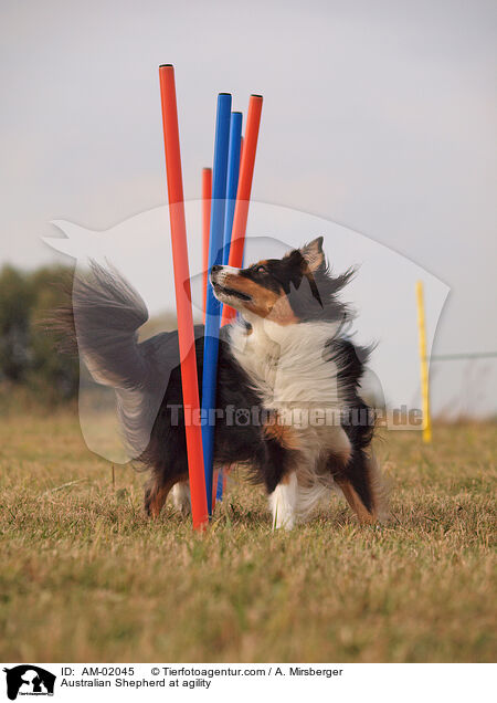 Australian Shepherd beim Agility / Australian Shepherd at agility / AM-02045