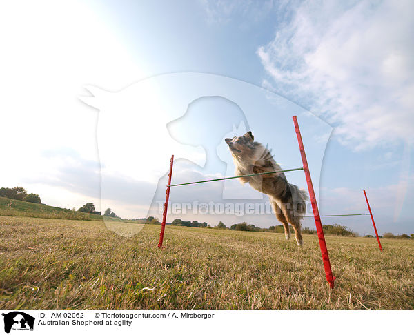 Australian Shepherd beim Agility / Australian Shepherd at agility / AM-02062