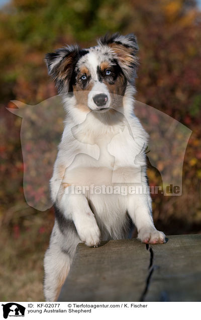 junger Australian Shepherd / young Australian Shepherd / KF-02077