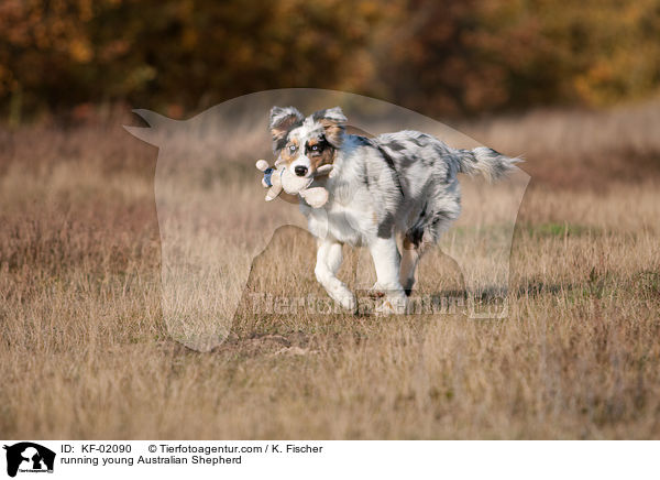 rennender junger Australian Shepherd / running young Australian Shepherd / KF-02090
