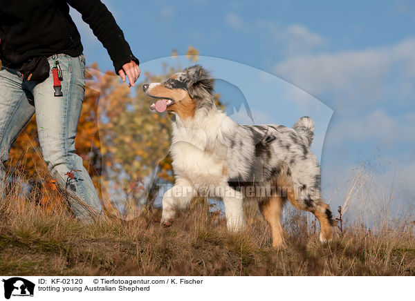 laufender junger Australian Shepherd / trotting young Australian Shepherd / KF-02120