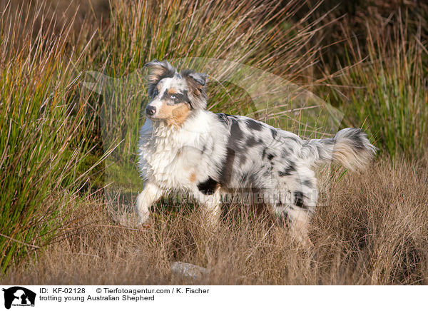 laufender junger Australian Shepherd / trotting young Australian Shepherd / KF-02128