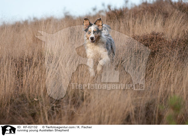rennender junger Australian Shepherd / running young Australian Shepherd / KF-02132