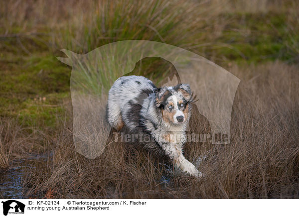 rennender junger Australian Shepherd / running young Australian Shepherd / KF-02134