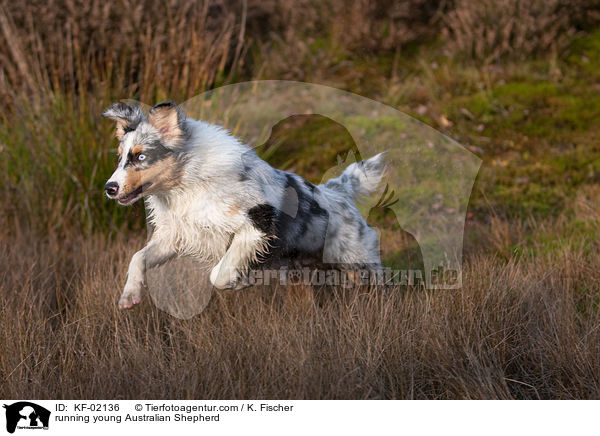 rennender junger Australian Shepherd / running young Australian Shepherd / KF-02136