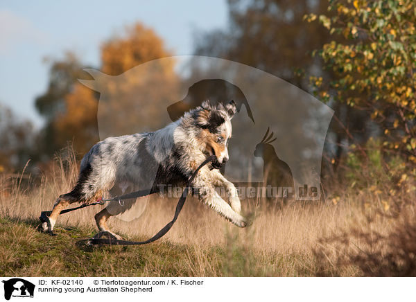 rennender junger Australian Shepherd / running young Australian Shepherd / KF-02140