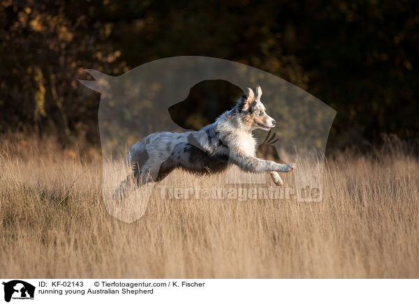 rennender junger Australian Shepherd / running young Australian Shepherd / KF-02143