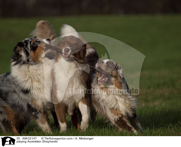 spielende Australian Shepherds / playing Australian Shepherds / AM-02147