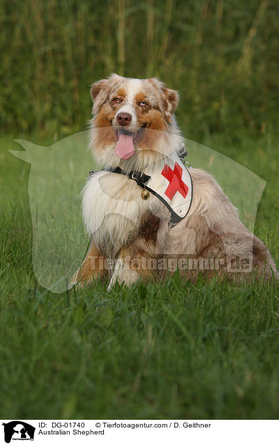 Australian Shepherd / Australian Shepherd / DG-01740