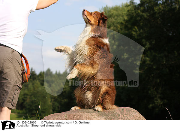 Australian Shepherd macht Mnnchen / Australian Shepherd shows trick / DG-02006