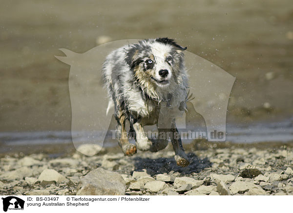 junger Australian Shepherd / young Australian Shepherd / BS-03497